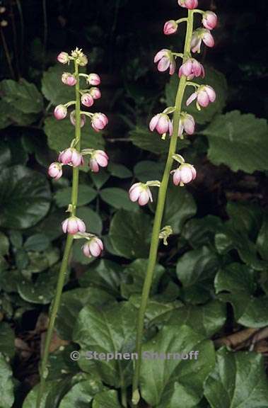 pyrola asarifolia ssp asarifolia 1 graphic